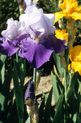 Iris x germanica 'Baltimore' , Iris grand à barbe