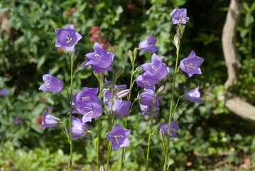 Campanula persicifolia , Campanule