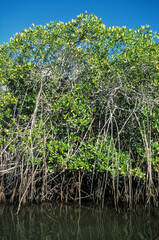 Paletuvier rouge, Rhizophora mangle, Archipel des Galapagos, Equateur