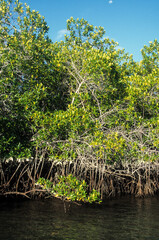 Paletuvier rouge, Rhizophora mangle, Archipel des Galapagos, Equateur