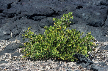 Paletuvier rouge, Rhizophora mangle, Archipel des Galapagos, Equateur