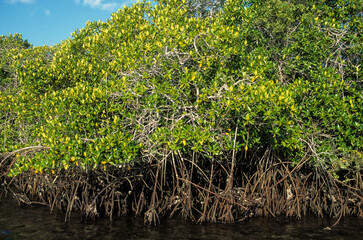 Paletuvier rouge, Rhizophora mangle, Archipel des Galapagos, Equateur