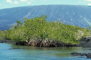 Paletuvier rouge, Rhizophora mangle, Archipel des Galapagos, Equateur