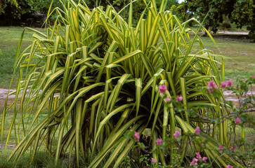 Pandanus, Pandanus candelabrum