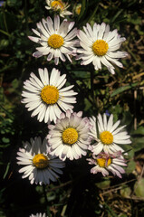 Pâquerette, bellis perennis