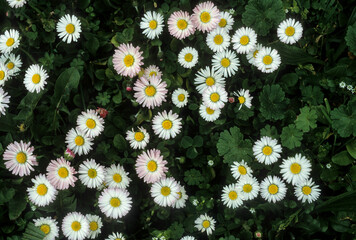 Pâquerette, bellis perennis © JAG IMAGES