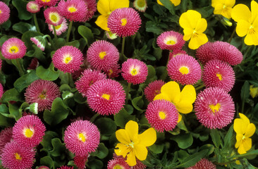 Pâquerette, Bellis perennis, variete radar rose