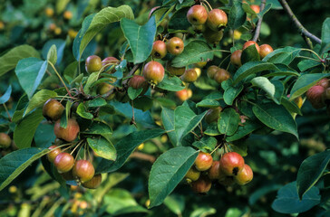 Pommier, Pomme, malus hybrida, variete Evereste