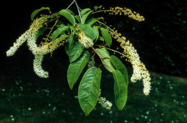 Prunus, prunus brachypoda, variete pseudossiori