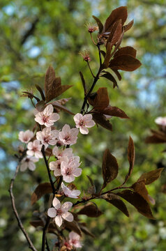 Prunus, Prunus Cerasifera Pissardii