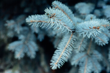 Close-up of blue spruce twig, selective focus, winter background with copy space