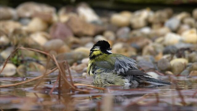 A Great Tit bathing in the water