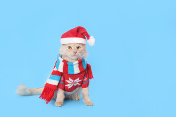 Cat wearing red Santa Claus hat, scarf and winter clothes. Christmas cat card. Santa's helper. Beautiful Cat with Santa hat on blue background. Happy New Year 2024. Celebration. Holiday concept. 