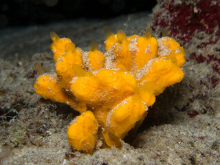 Finger-like sea sponge from Norway