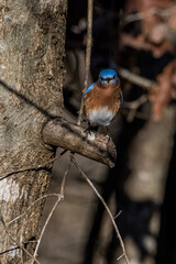 Eastern Blue Bird on a Branch