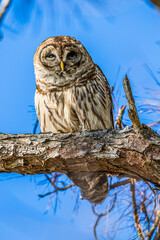 Barred Owl on a Branch