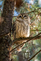 Barred Owl on a Branch