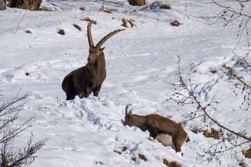 alpine ibex male and female in the rutting season in the alps of the hohe tauern national park in austria at a sunny winter day