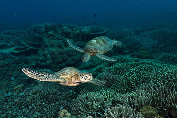 Two turtles chasing each other above the bed of corals