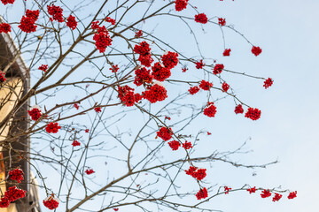 Close-up detail view of beautiful natural red rowan berries against blue sky on cold winter day. Nature christmas forest decorative ashberry tree background.The branches with the first snow.