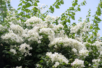 Beautiful white Bougainvillea Flowers.