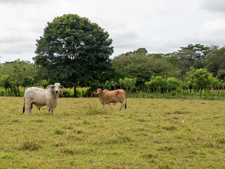 Naklejka na ściany i meble Cows in Bugaba, Panama
