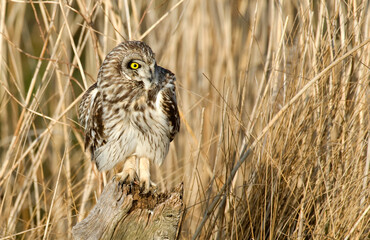 Hibou des marais, Hibou brachyote, Asio flammeus, Short eared Owl