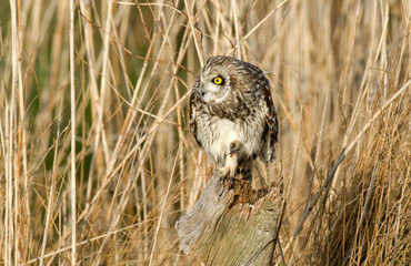 Hibou des marais, Hibou brachyote, Asio flammeus, Short eared Owl