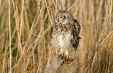 Hibou des marais, Hibou brachyote, Asio flammeus, Short eared Owl