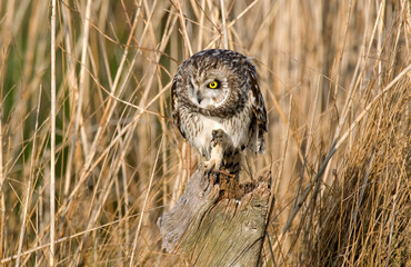 Hibou des marais, Hibou brachyote, Asio flammeus, Short eared Owl