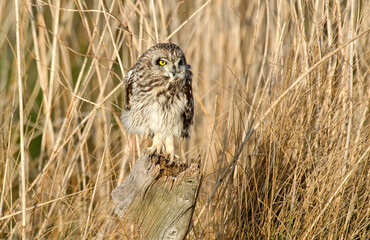 Hibou des marais, Hibou brachyote, Asio flammeus, Short eared Owl