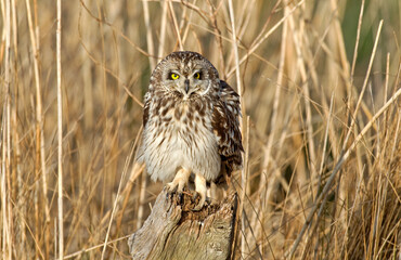 Hibou des marais, Hibou brachyote, Asio flammeus, Short eared Owl