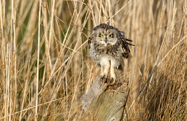 Hibou des marais, Hibou brachyote, Asio flammeus, Short eared Owl