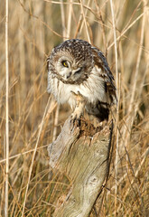 Hibou des marais, Hibou brachyote, Asio flammeus, Short eared Owl