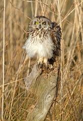 Hibou des marais, Hibou brachyote, Asio flammeus, Short eared Owl