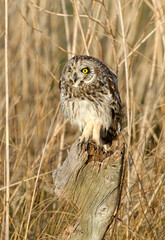 Hibou des marais, Hibou brachyote, Asio flammeus, Short eared Owl