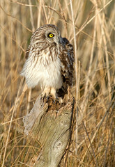 Hibou des marais, Hibou brachyote, Asio flammeus, Short eared Owl