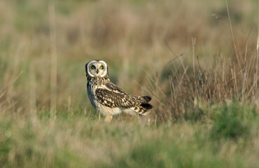 Hibou des marais, Hibou brachyote, Asio flammeus, Short eared Owl