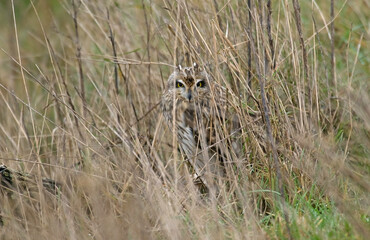 Hibou des marais, Hibou brachyote, Asio flammeus, Short eared Owl