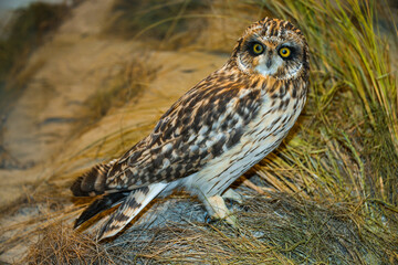 Hibou des marais, Hibou brachyote, Asio flammeus, Short eared Owl