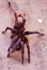 Araña Lasiodora
Las arañas son importantes en nuestro ecosistema porque ayudan a controlar las poblaciones de insectos, contribuyen al equilibrio del ecosistema. 