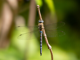 Southern Hawker Dragonfly Resting on a Twig