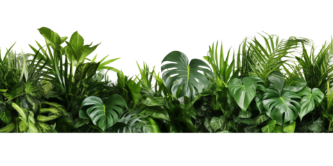 Beautiful composition with fern and other tropical leaves on white background. Banner design