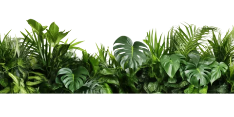 Foto op Plexiglas Beautiful composition with fern and other tropical leaves on white background. Banner design © Prompt2image