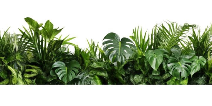 Beautiful composition with fern and other tropical leaves on white background. Banner design