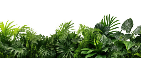 Tropical leaves foliage plant bush floral arrangement nature backdrop isolated on white background, clipping path included.