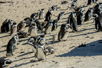 Penguins at the Bulders Beach colony near Cape Town, South Africa
