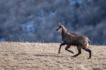 Alpine chamois, Rupicapra rupicapra, suffering from kerato conjunctivitis, running across an alpine meadow with snowy slopes in the background, Italy