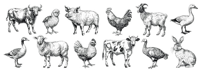 Animals meet types ink illustrations set, hand drawn illustrations of cow, chicken, pig, sheep, goat and duck. Domestic farm animals isolated on white background, vector illustrations - obrazy, fototapety, plakaty