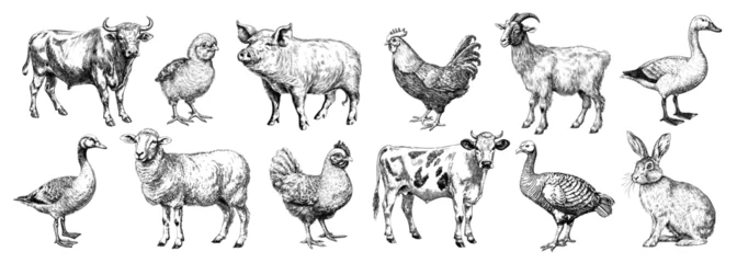 Foto op Plexiglas Animals meet types ink illustrations set, hand drawn illustrations of cow, chicken, pig, sheep, goat and duck. Domestic farm animals isolated on white background, vector illustrations © Favebrush